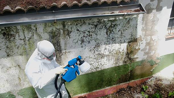 Top rated local Mold Remediation specialists in Lurgan, PA